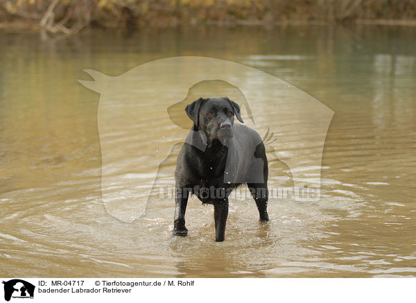 badender Labrador Retriever / MR-04717