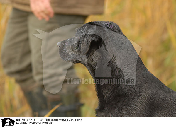 Labrador Retriever Portrait / MR-04718