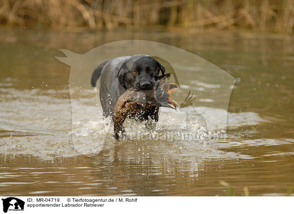 apportierender Labrador Retriever / MR-04719