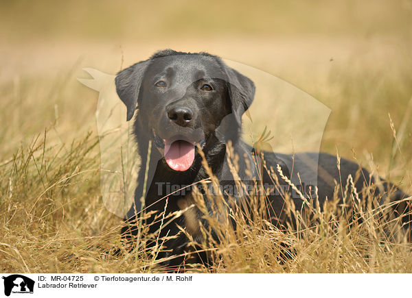 Labrador Retriever / MR-04725