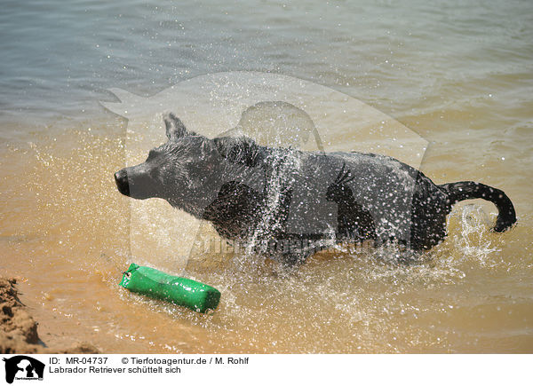 Labrador Retriever schttelt sich / MR-04737