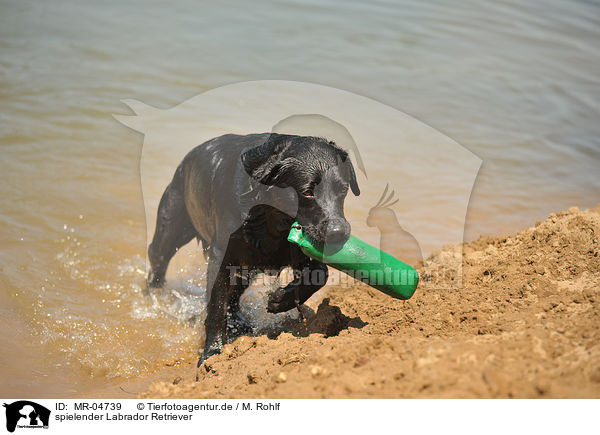 spielender Labrador Retriever / MR-04739