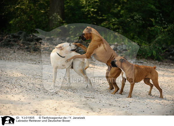 Labrador Retriever und Deutscher Boxer / Labrador Retriever and German Boxer / YJ-01805