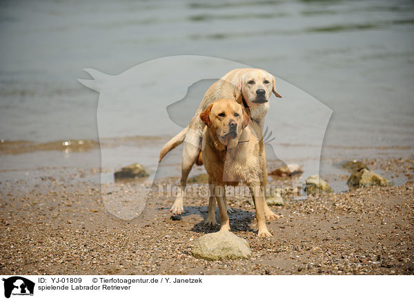 spielende Labrador Retriever / playing Labrador Retriever / YJ-01809