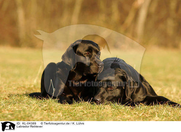 Labrador Retriever / KL-04389