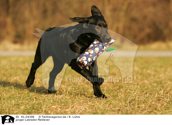 junger Labrador Retriever / KL-04396