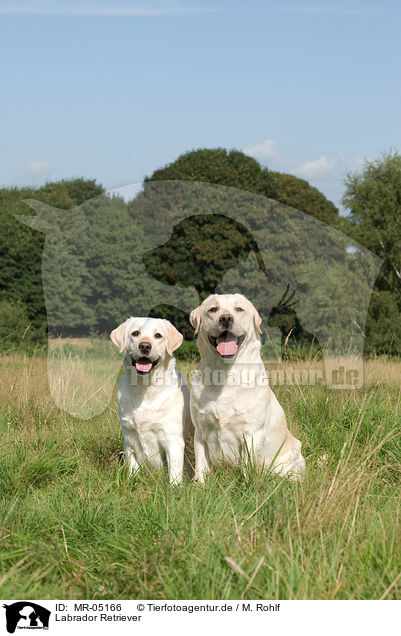 Labrador Retriever / Labrador Retriever / MR-05166