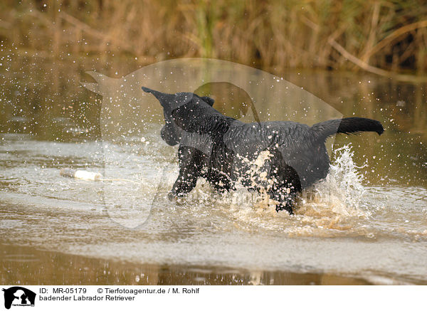 badender Labrador Retriever / MR-05179