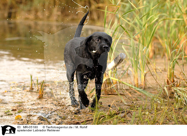spielender Labrador Retriever / playing Labrador Retriever / MR-05180