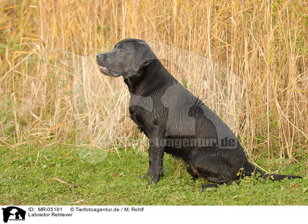 Labrador Retriever / Labrador Retriever / MR-05181