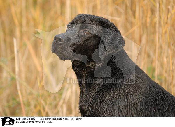 Labrador Retriever Portrait / Labrador Retriever Portrait / MR-05182