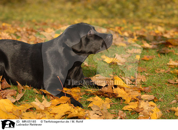 Labrador Retriever / MR-05185