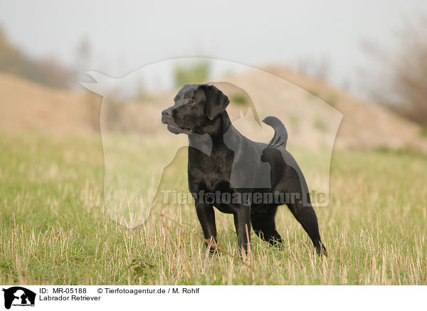 Labrador Retriever / Labrador Retriever / MR-05188