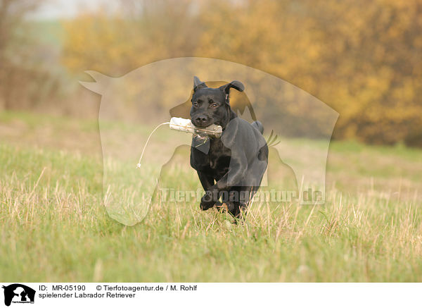 spielender Labrador Retriever / MR-05190