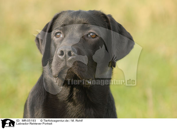 Labrador Retriever Portrait / MR-05193