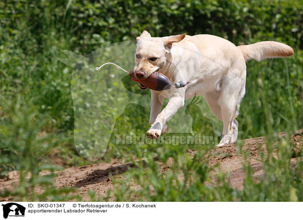 apportierender Labrador Retriever / retrieving Labrador Retriever / SKO-01347