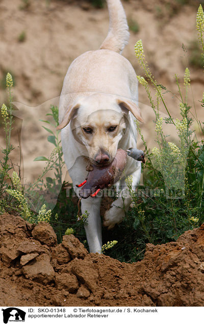 apportierender Labrador Retriever / retrieving Labrador Retriever / SKO-01348
