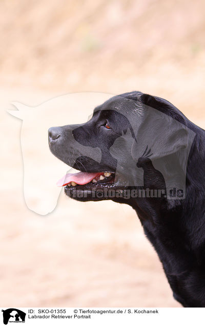Labrador Retriever Portrait / SKO-01355
