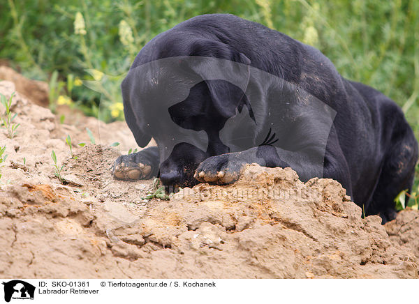 Labrador Retriever / SKO-01361