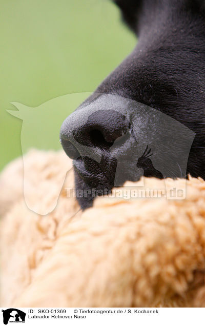 Labrador Retriever Nase / Labrador Retriever nose / SKO-01369
