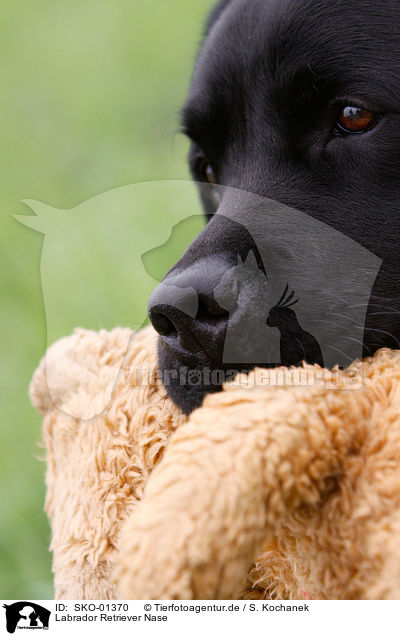 Labrador Retriever Nase / SKO-01370