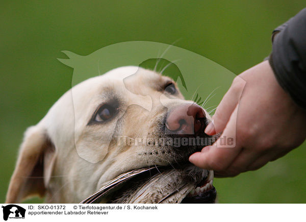 apportierender Labrador Retriever / retrieving Labrador Retriever / SKO-01372