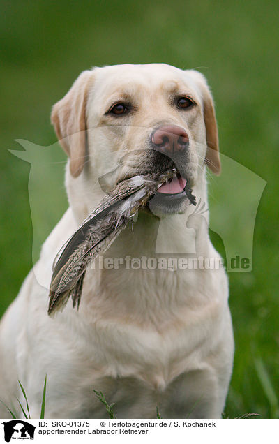 apportierender Labrador Retriever / retrieving Labrador Retriever / SKO-01375