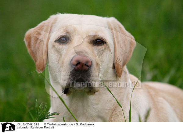 Labrador Retriever Portrait / Labrador Retriever Portrait / SKO-01379