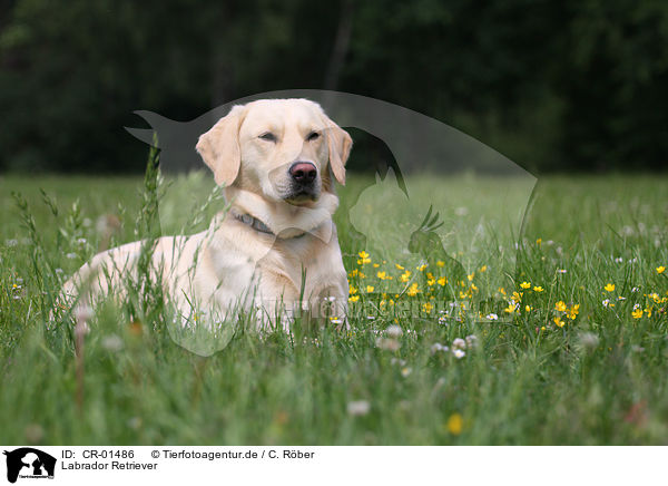 Labrador Retriever / Labrador Retriever / CR-01486
