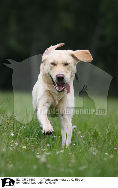 rennender Labrador Retriever / running Labrador Retriever / CR-01487