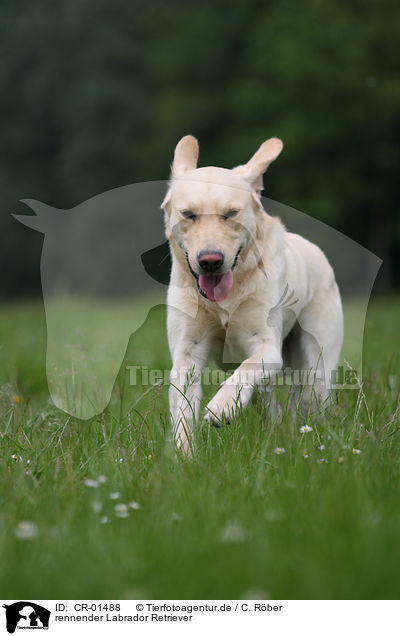 rennender Labrador Retriever / running Labrador Retriever / CR-01488