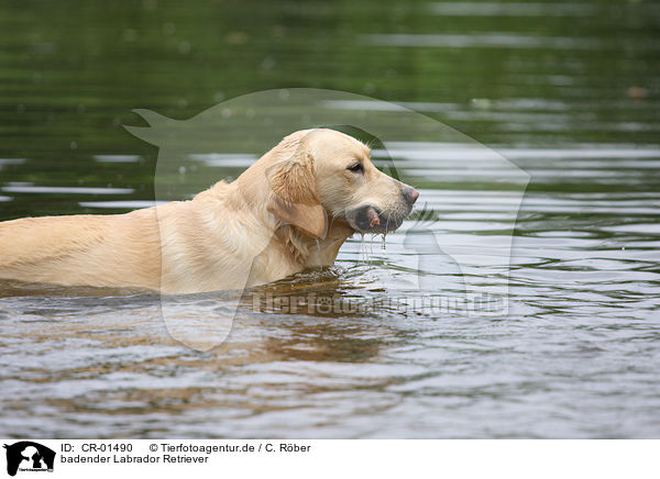 badender Labrador Retriever / bathing Labrador Retriever / CR-01490