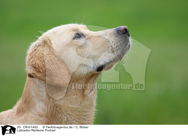 Labrador Retriever Portrait / Labrador Retriever Portrait / CR-01492