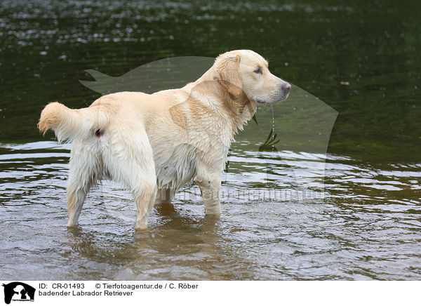 badender Labrador Retriever / bathing Labrador Retriever / CR-01493