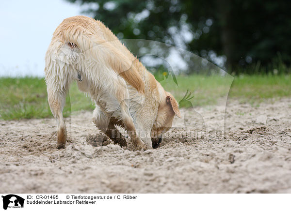 buddelnder Labrador Retriever / digging Labrador Retriever / CR-01495