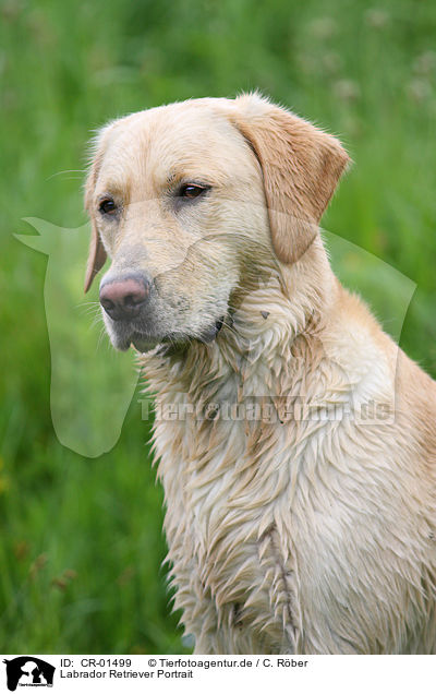 Labrador Retriever Portrait / Labrador Retriever Portrait / CR-01499