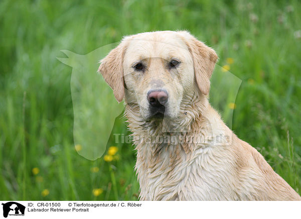 Labrador Retriever Portrait / Labrador Retriever Portrait / CR-01500