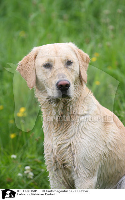 Labrador Retriever Portrait / Labrador Retriever Portrait / CR-01501