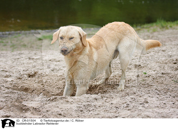 buddelnder Labrador Retriever / digging Labrador Retriever / CR-01504