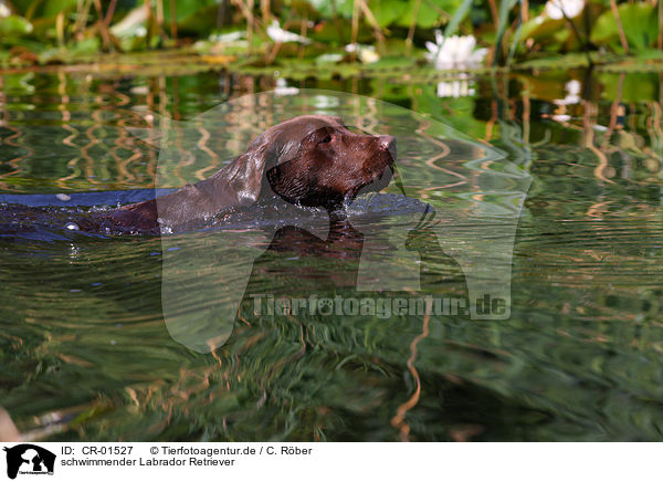 schwimmender Labrador Retriever / CR-01527