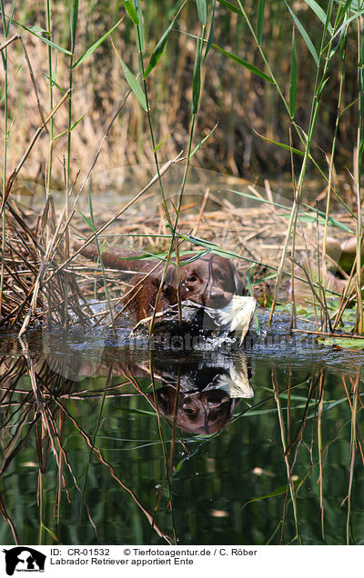 Labrador Retriever apportiert Ente / CR-01532