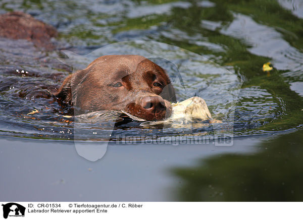Labrador Retriever apportiert Ente / Labrador Retriever retrieves duck / CR-01534
