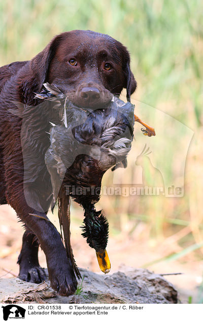Labrador Retriever apportiert Ente / CR-01538