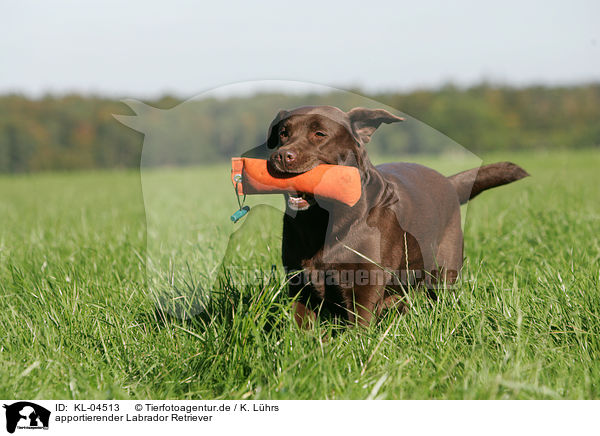 apportierender Labrador Retriever / retrieving Labrador Retriever / KL-04513