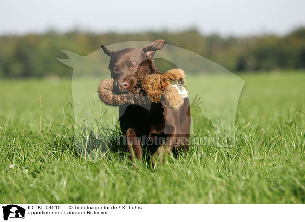 apportierender Labrador Retriever / retrieving Labrador Retriever / KL-04515
