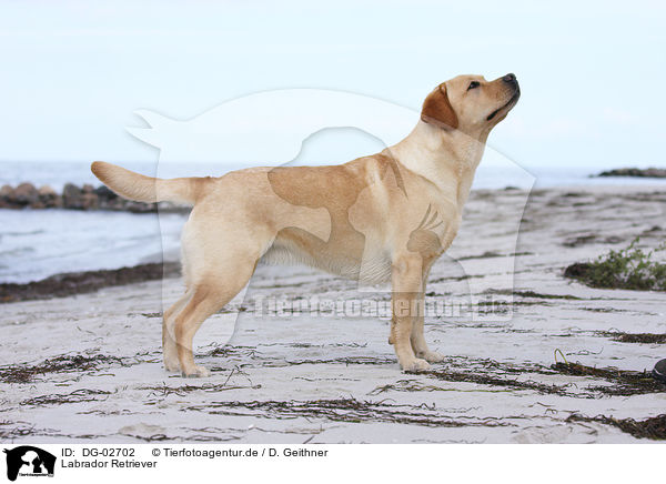 Labrador Retriever / DG-02702
