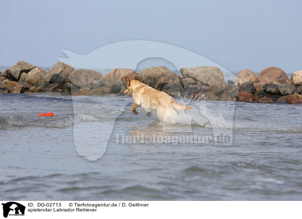 spielender Labrador Retriever / DG-02713