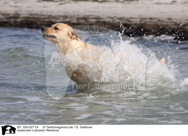 badender Labrador Retriever / DG-02719