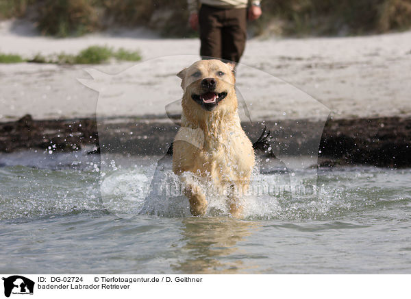 badender Labrador Retriever / DG-02724