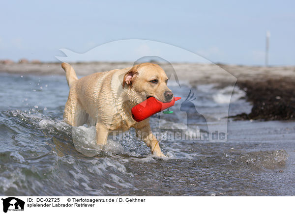 spielender Labrador Retriever / DG-02725